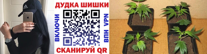 Марихуана ГИДРОПОН  Александровск-Сахалинский 